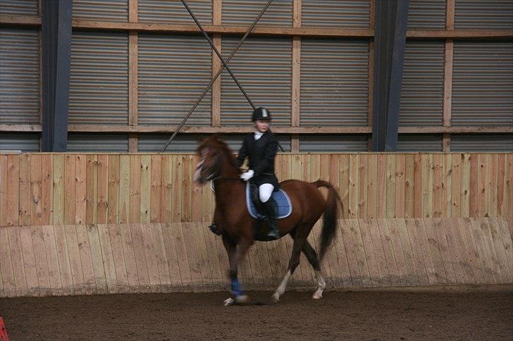 Anden særlig race Diablo (gammel part) - Min elskede Diablo billede 2