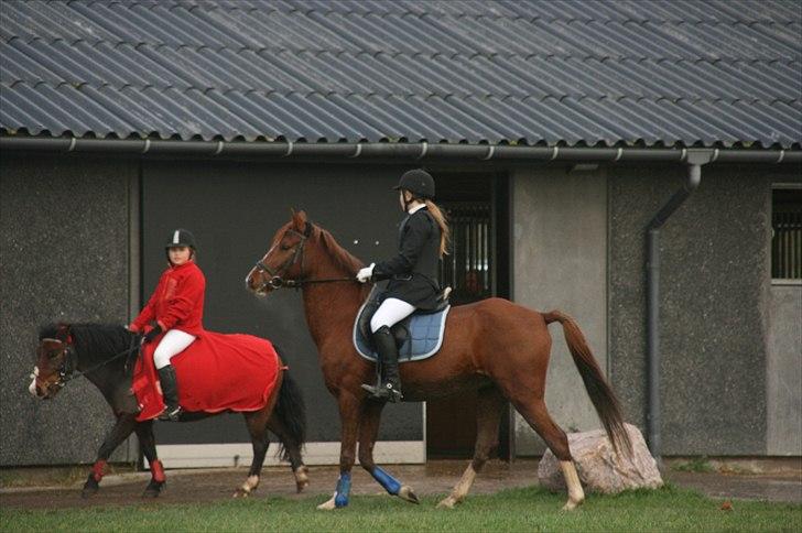 Anden særlig race Diablo (gammel part) - Mig på Diablo og Andrea på Elvis billede 7
