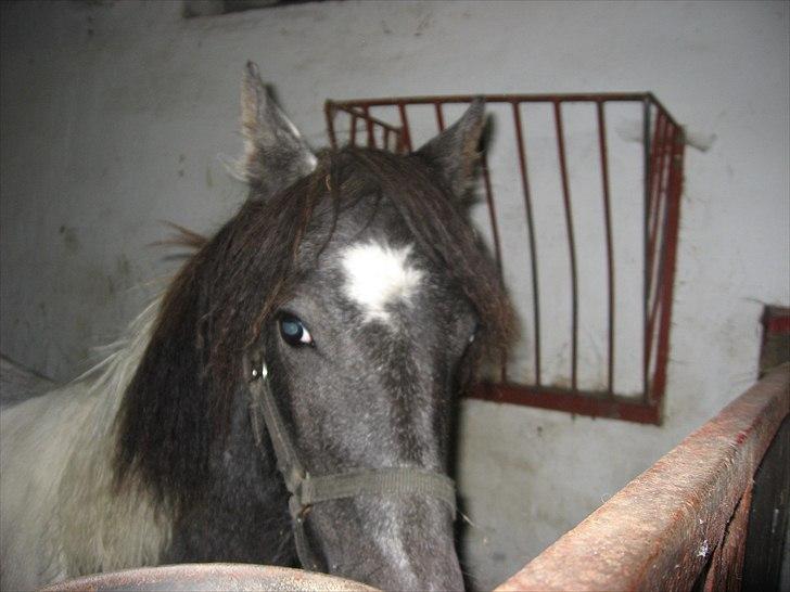 Barockpinto Olivia ('Soglt';-() billede 5