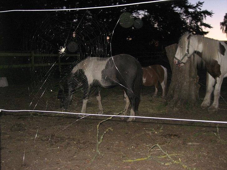 Barockpinto Olivia ('Soglt';-() billede 6