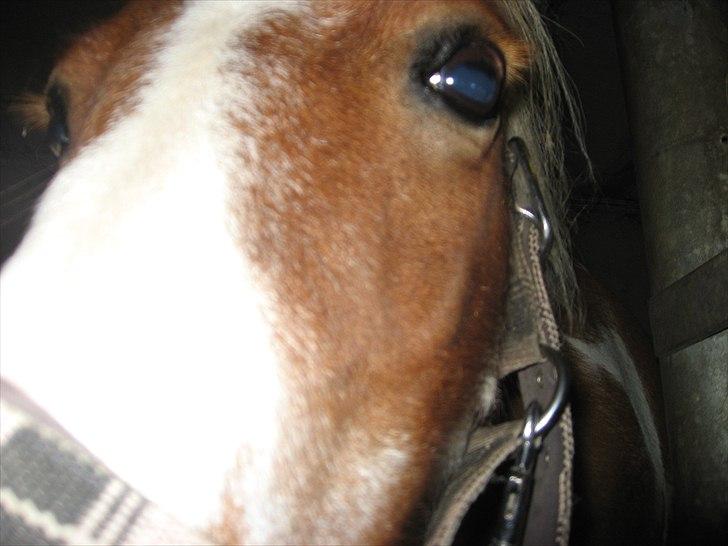 Shetlænder Isabella SOGLT:( billede 1