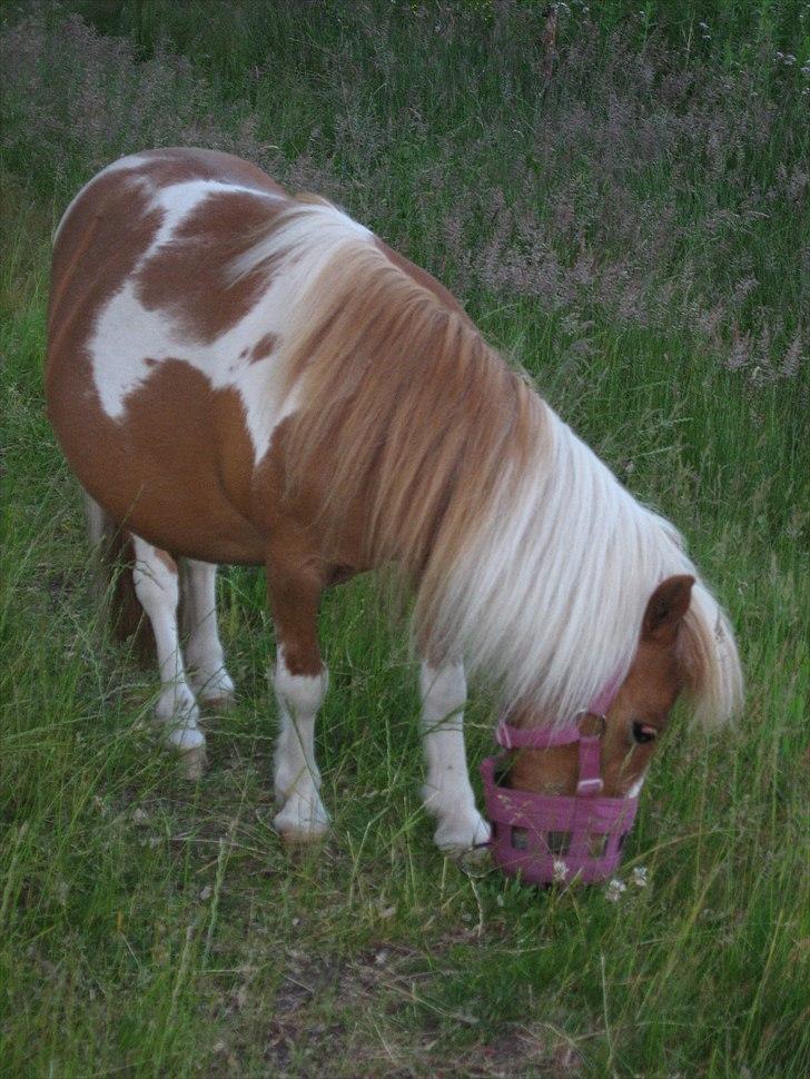 Shetlænder Isabella SOGLT:( billede 2