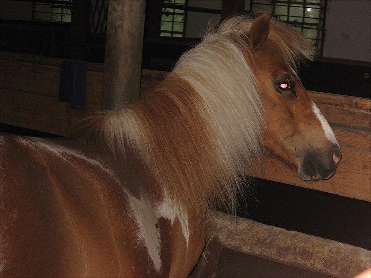 Shetlænder Isabella SOGLT:( billede 3