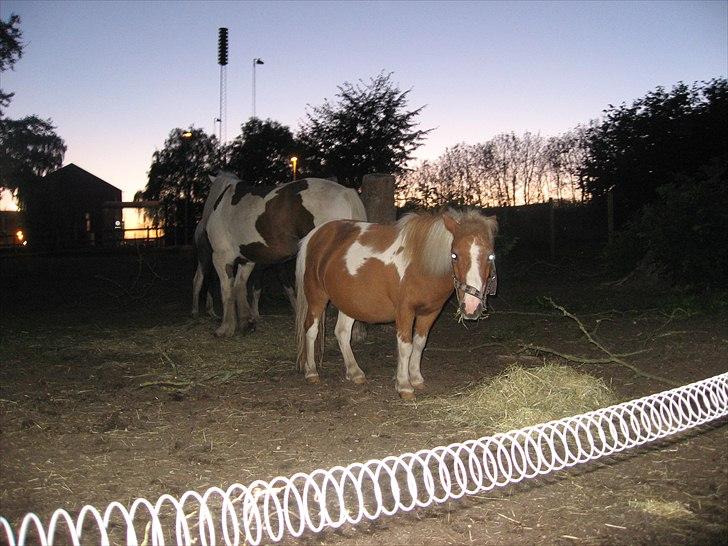 Shetlænder Isabella SOGLT:( billede 4