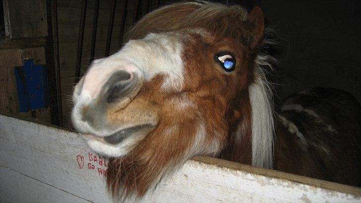 Shetlænder Isabella SOGLT:( billede 5