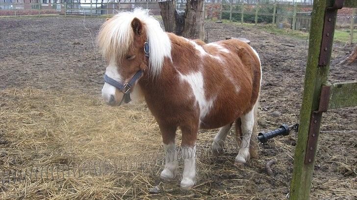 Shetlænder Isabella SOGLT:( billede 6