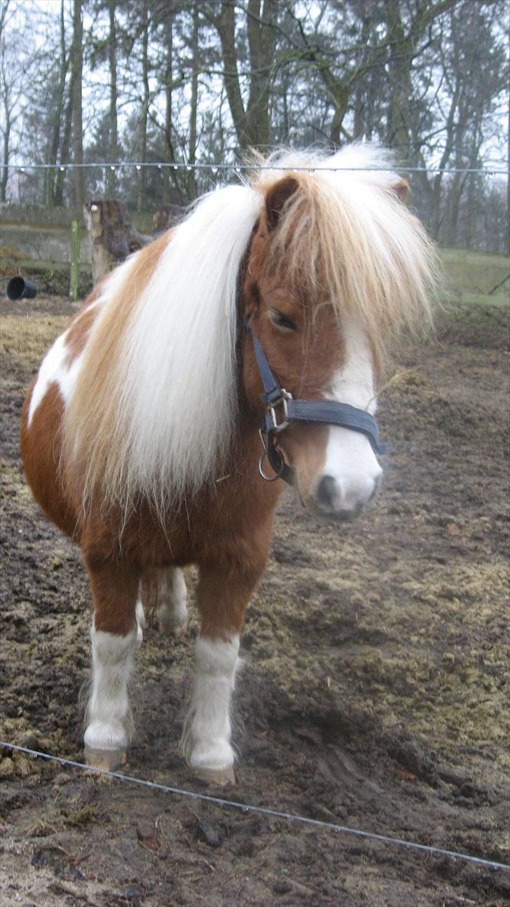 Shetlænder Isabella SOGLT:( billede 7