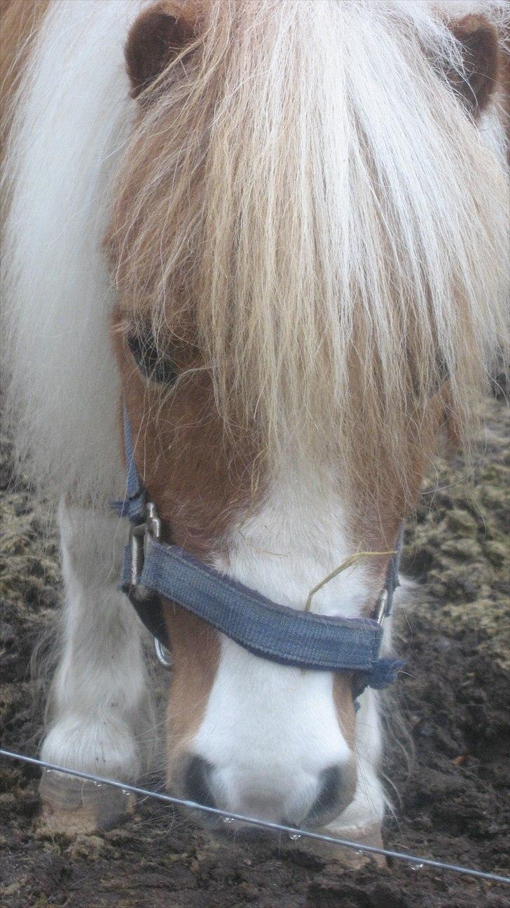 Shetlænder Isabella SOGLT:( billede 8