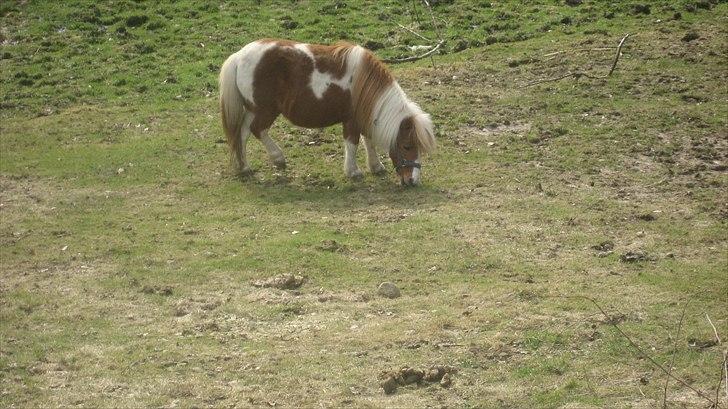 Shetlænder Isabella SOGLT:( billede 9