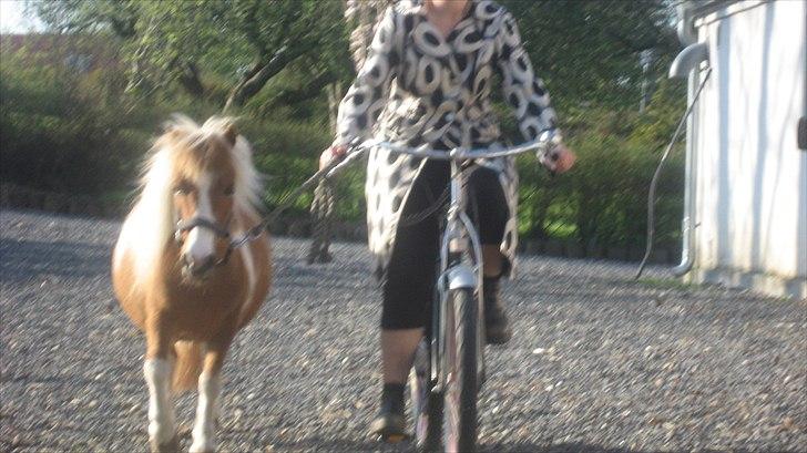 Shetlænder Isabella SOGLT:( billede 10