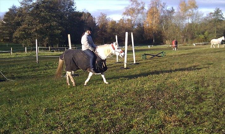 Anden særlig race Duet- min stjerne<3 - Fra at skulle rides med tre rings bid og martingal til kun et reb, det siger alt om hvad du kan !<3 billede 9