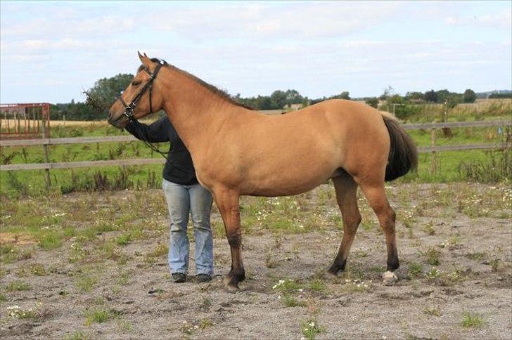 Anden særlig race Freja billede 5