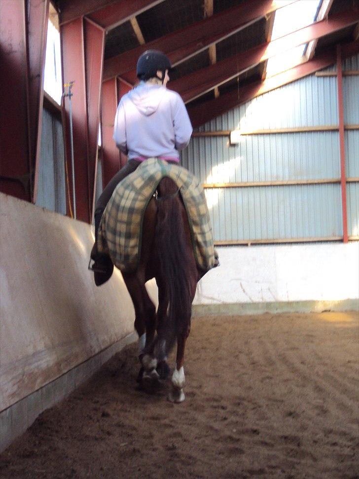 Dansk Varmblod Genua Lyngriis - 20) tak fordi i kiggede:). Foto: Stine Hansen billede 20
