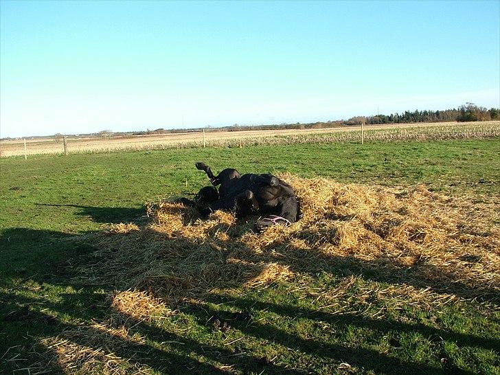 Anden særlig race Uzuri billede 13