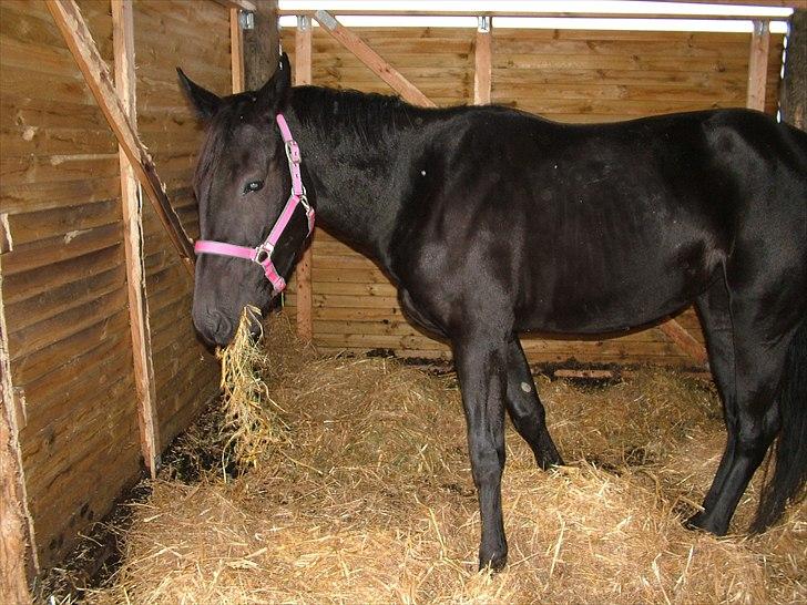 Anden særlig race Uzuri billede 15