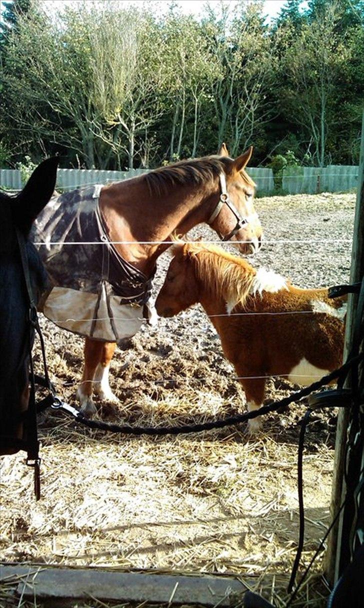 Anden særlig race Kasmir -solgt & elsket <3 - Kasmir og kærestepigen;) billede 10