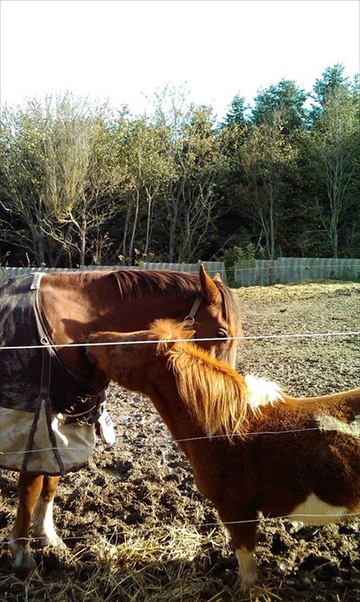 Anden særlig race Kasmir -solgt & elsket <3 - Myssssser Malou - myssser ;)) billede 11