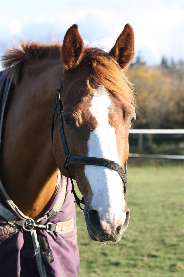 Dansk Varmblod Feldbæks Chicco  - Smukke Chicco ;p billede 13