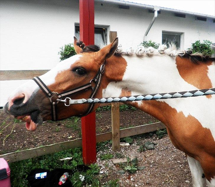 Anden særlig race Savannah / Tidl. hest billede 1