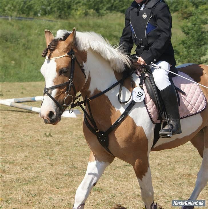 Anden særlig race Savannah / Tidl. hest billede 2