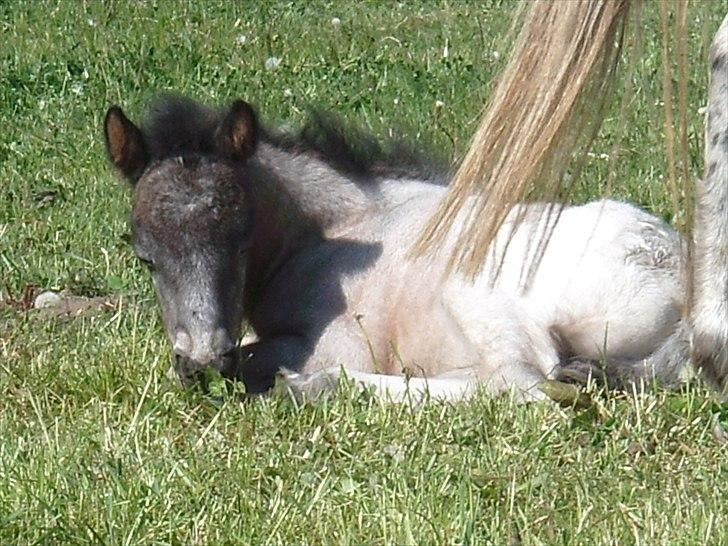 Knabstrupper Vores Tempo *Stjerne-pony* - Tempo som Føller ! Cute Pony <3 billede 11