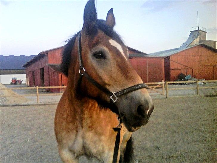 Belgier - Møffe (Basse) - på ridebanen i aften solen .. <3 billede 4