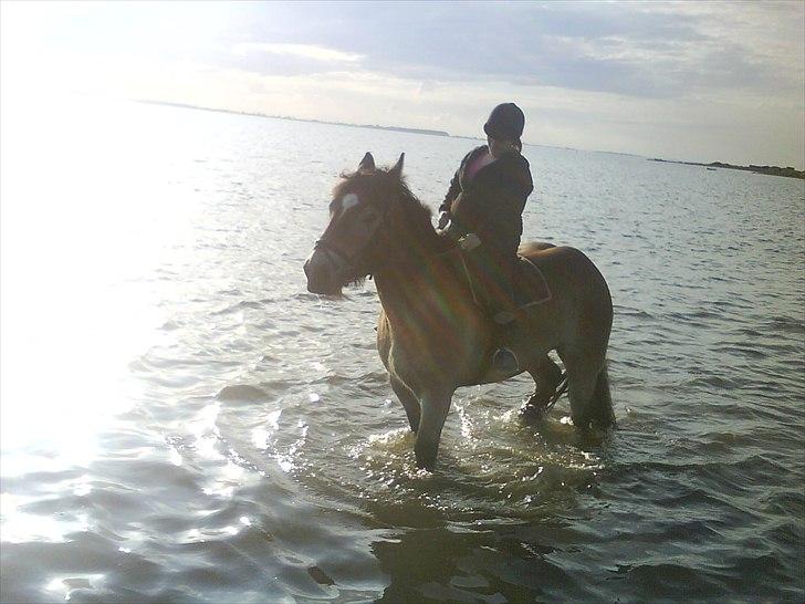 Belgier - Møffe (Basse) - På stranden :)  billede 5