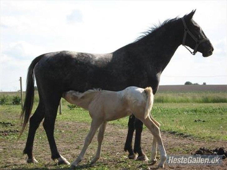 Knabstrupper Cirkeline {lånte} - Cirkeline med sit føl! billede 6