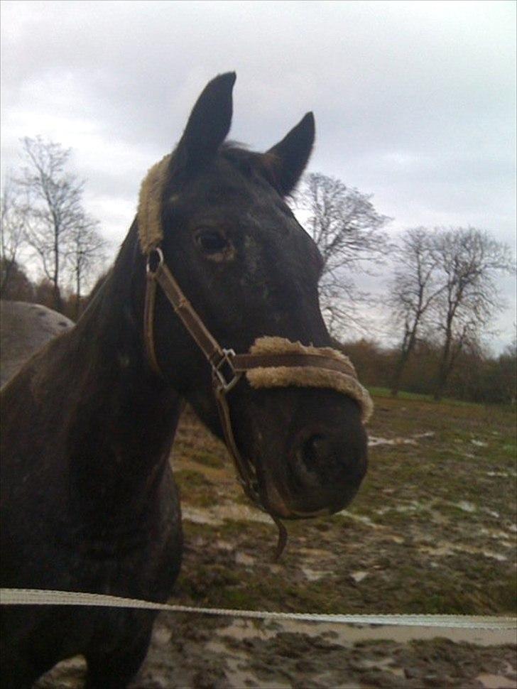 Knabstrupper Cirkeline {lånte} - Smukke cirkeline pige alså! billede 7