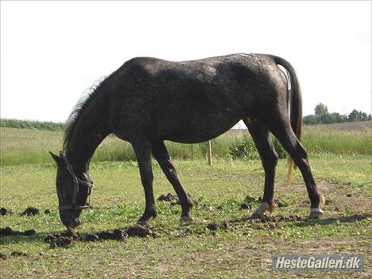 Knabstrupper Cirkeline {lånte} - Dejligt afslappet billede! billede 8
