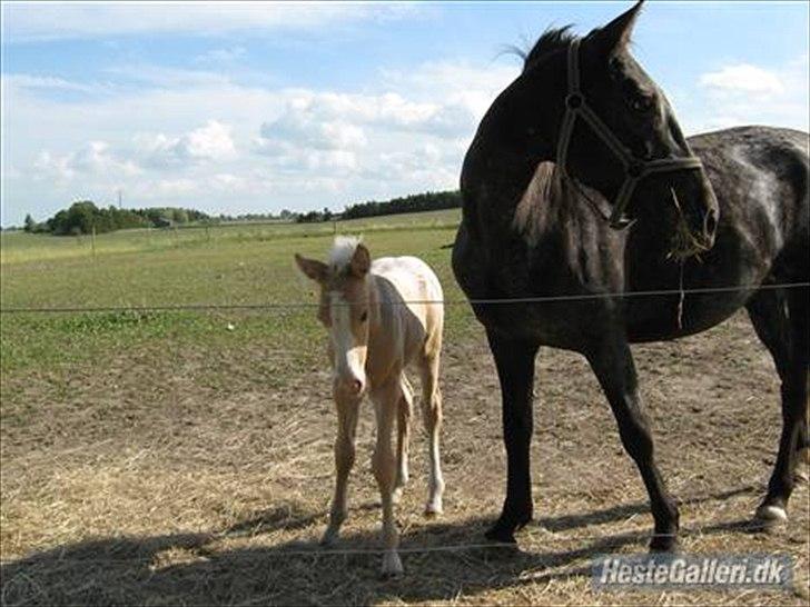 Knabstrupper Cirkeline {lånte} - Hvad kigger I på smukke ponyer? billede 10