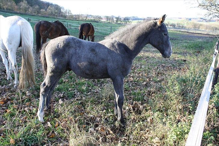 Dansk Varmblod LL Thorsager Ronaldinho - 4 mnd. gammel billede 8
