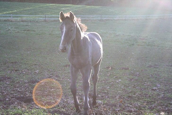 Dansk Varmblod LL Thorsager Ronaldinho - 1 år gammel billede 9
