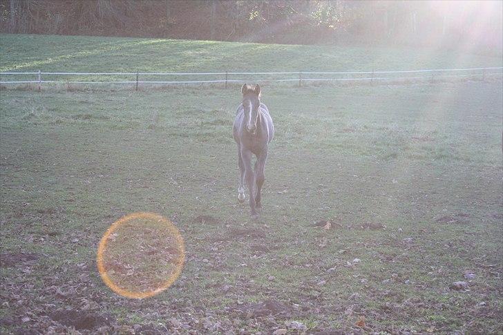 Dansk Varmblod LL Thorsager Ronaldinho billede 10