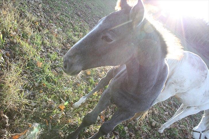 Dansk Varmblod LL Thorsager Ronaldinho billede 11