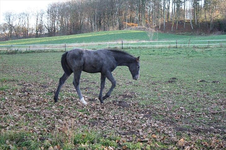 Dansk Varmblod LL Thorsager Ronaldinho billede 12