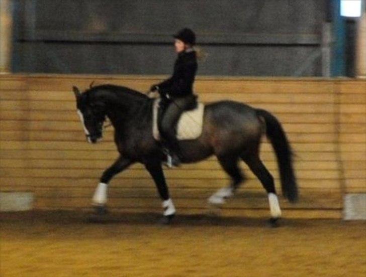 Dansk Varmblod Carna Capetco - Nov 2010 billede 7