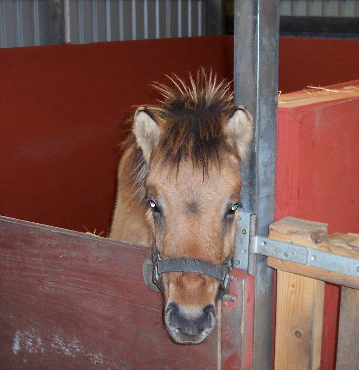 Anden særlig race Prins Knud billede 15