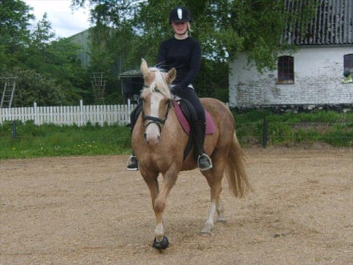 Palomino Movie Box - posér posér ;) billede 8