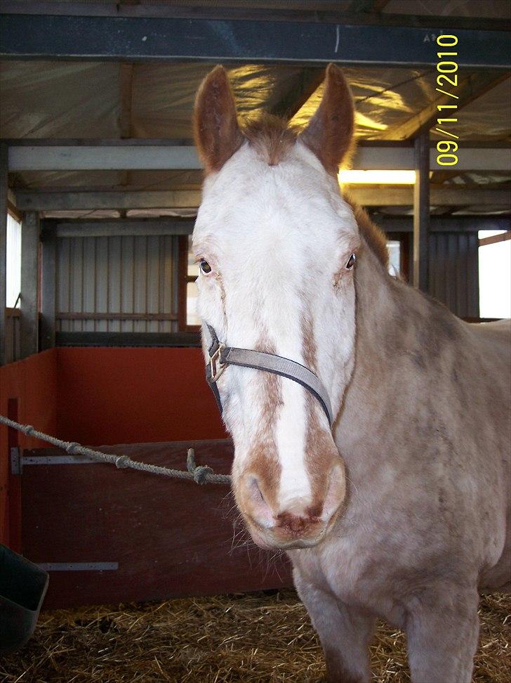 Knabstrupper Napoleon ( 25+ )  billede 1