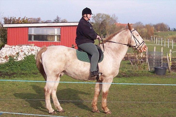 Knabstrupper Napoleon ( 25+ )  billede 2