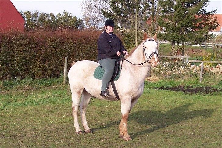 Knabstrupper Napoleon ( 25+ )  billede 3