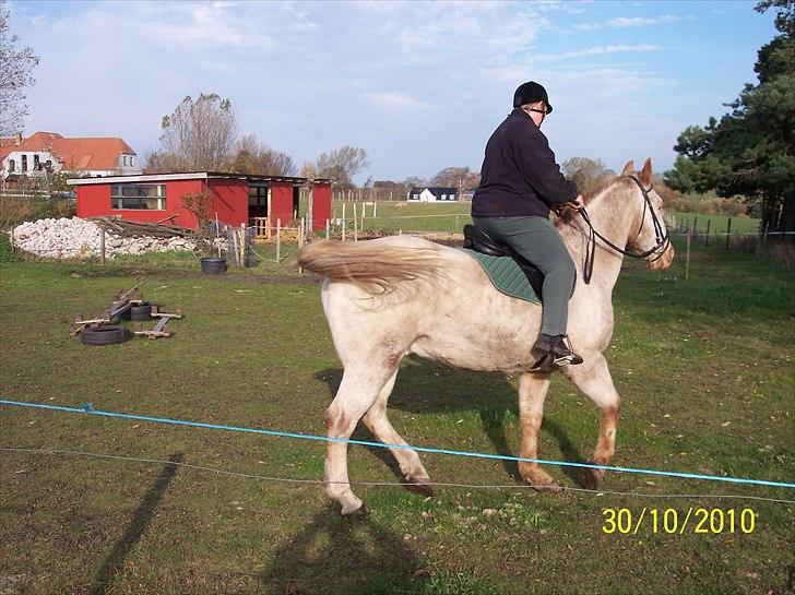 Knabstrupper Napoleon ( 25+ )  billede 5