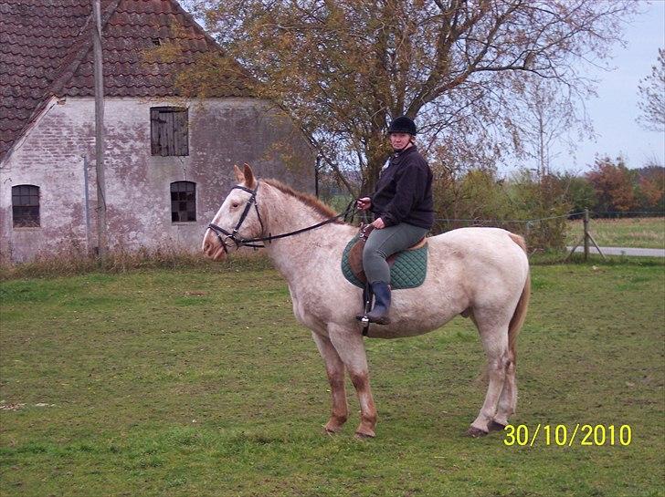 Knabstrupper Napoleon ( 25+ )  billede 6