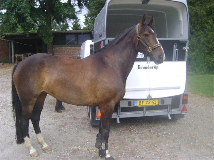 Anden særlig race Santina - Efter ridetur i langesø sammen med min søster og hendes islænder Mus. billede 4