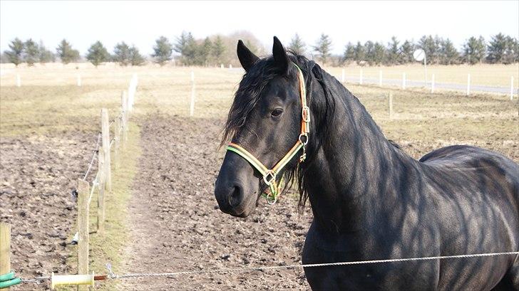 Frieser Zeppelin Terplinggaard <3 - Velkommen til Zeppelin´s profil :) billede 1