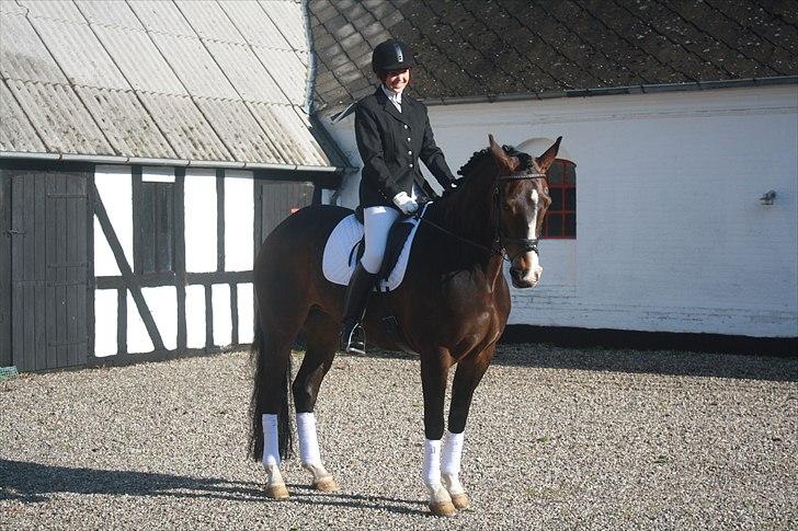 Anden særlig race Santina - Inden dressur stævne 2010. Billedet er taget hjemme i min søsters gårdsplads. billede 5