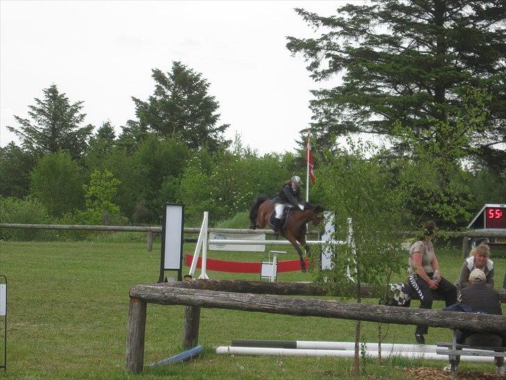 Anden særlig race Tippy B-pony - MB i Søndertoft billede 13