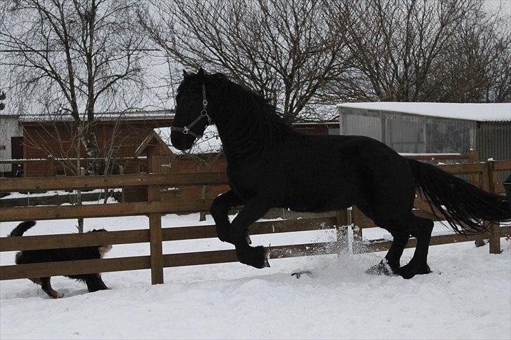 Frieser Zeppelin Terplinggaard <3 - Zeppelin som 2 års billede 10