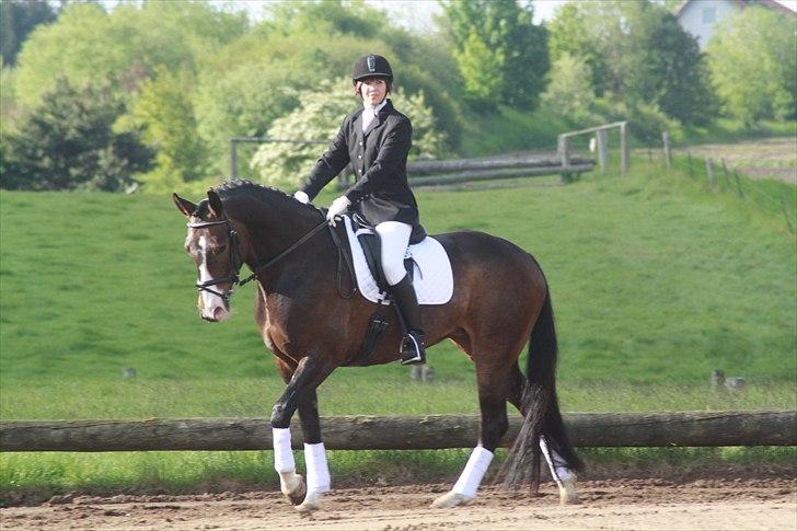 Anden særlig race Santina billede 6